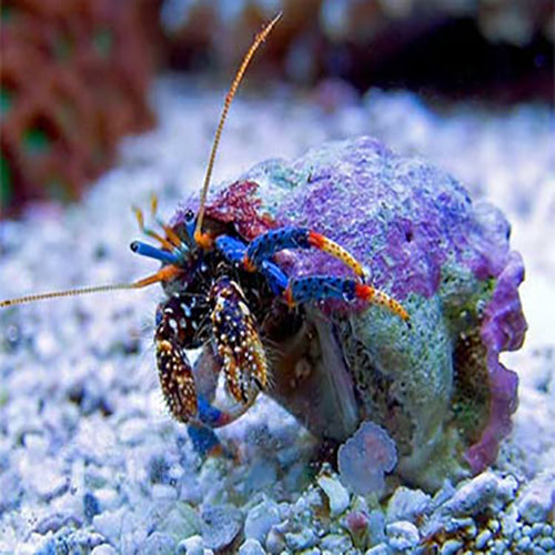 Hermit Crab - Blue Eyed (Clibanarius tricolor) - Marine World Aquatics
