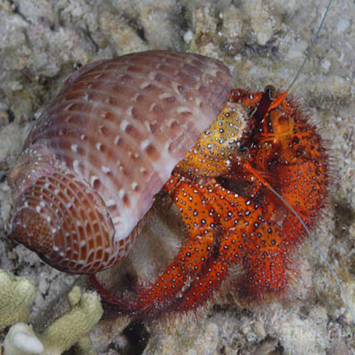 Hermit Crab - Red Hairy (Dardanus megistos) - Marine World Aquatics