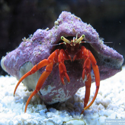Hermit Crab - Red Leg (Paguristes Cadenati). - Marine World Aquatics