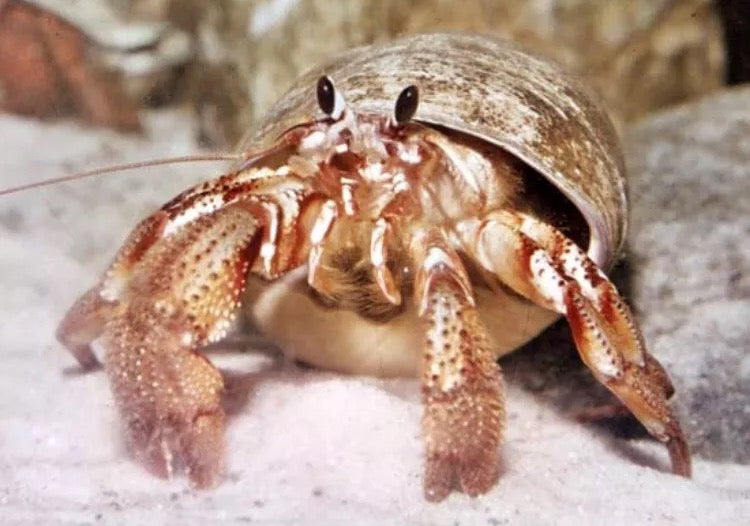 Hermit Crab - Common-Algae Eating - Marine World Aquatics