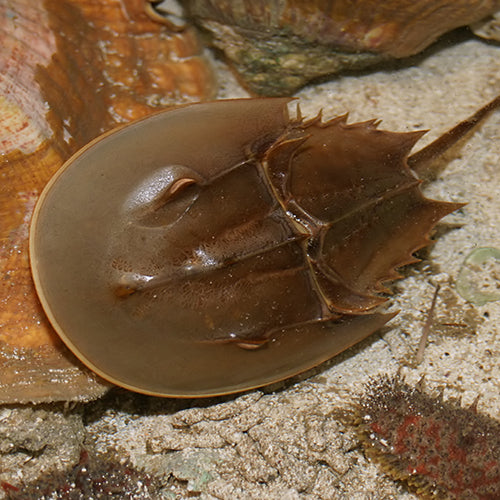 Horseshoe Crab (Limulus polyphemus) - Marine World Aquatics