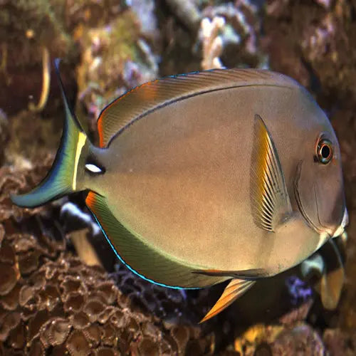 Horseshoe Tang (Acanthurus fowleri) - Marine World Aquatics