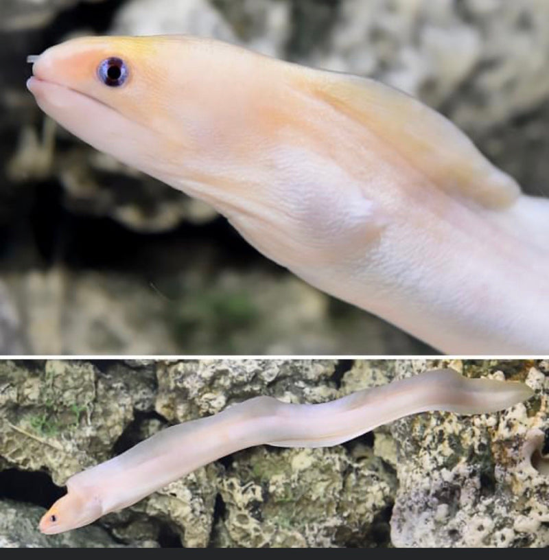 Golden  Dwarf Eel (Gymnothorax melatremus) - Marine World Aquatics