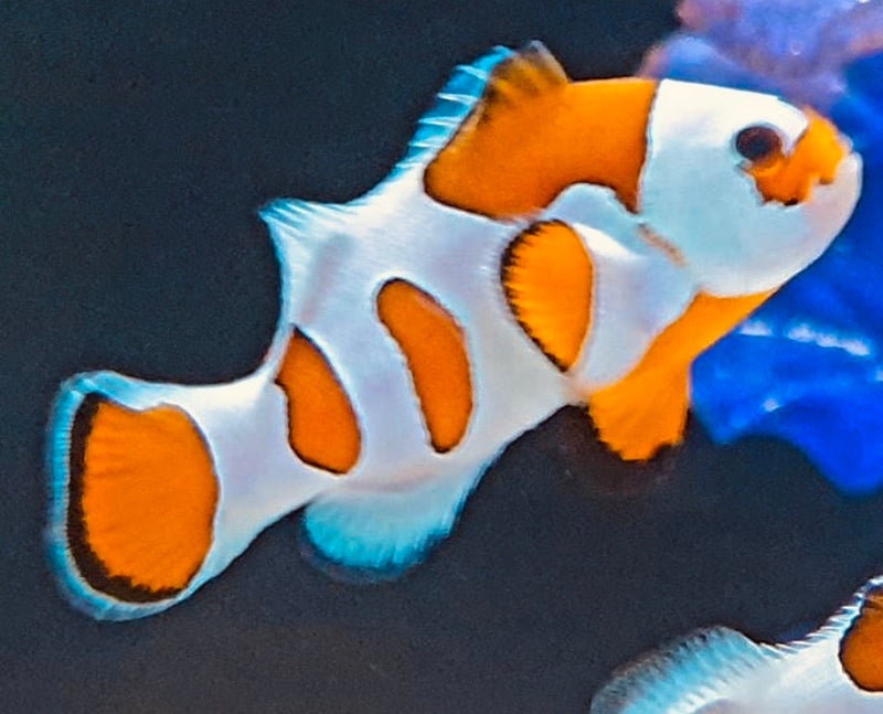 Tank Bred Clown Fish Orange Storm (Amphiprion ocellaris various) - Marine World Aquatics