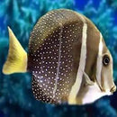 Jewel Tang (Acanthurus guttatus) - Marine World Aquatics
