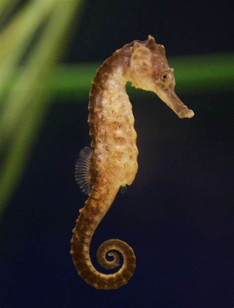 Seahorse Kuda - TANK BRED (Hippocampus kuda) - Marine World Aquatics