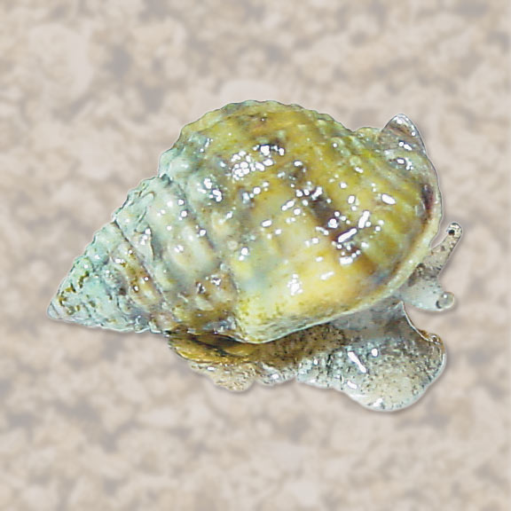 Nassarius Snail  (Nassarius sp.) - Marine World Aquatics