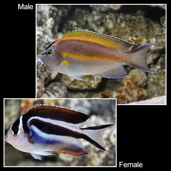 Bellus Angel (Genicanthus bellus) - Marine World Aquatics