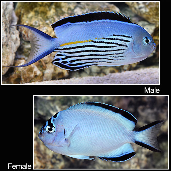 Watanabei Angel Fish - Pair (Genicanthus watanabei) - Marine World Aquatics