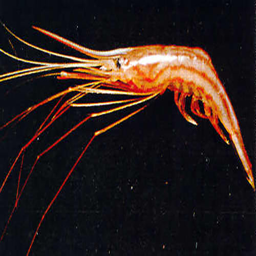 Long Legged Shrimp (Plesionika spinipes) - Marine World Aquatics