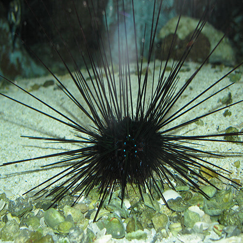 Long Spine Urchin (Diadema setosum) - Marine World Aquatics