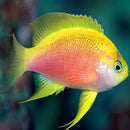 Longfin Anthias (Pseudanthias pulcherrimus) - Marine World Aquatics
