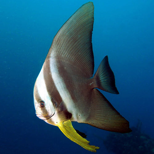 Longfin Batfish (Platax teira) - Marine World Aquatics