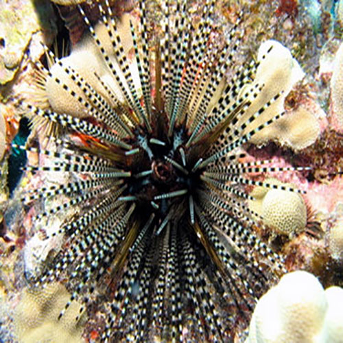 Longspine Urchin - Banded (Echinothrix calamaris) - Marine World Aquatics