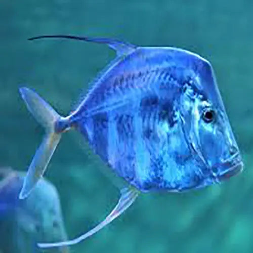 Lookdown (Selene vomer) - Marine World Aquatics