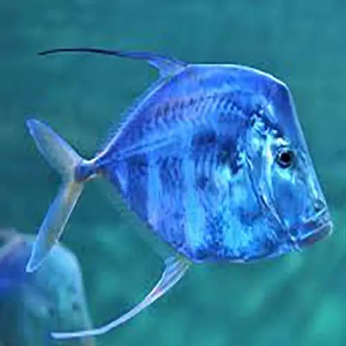 Lookdown Fish: Graceful Appearance & Peaceful Temperament – Marine ...
