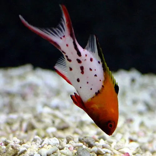 Lyretail Hog - West Ind Ocean (Bodianus anthioides) - Marine World Aquatics