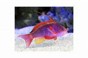 Lyretail Anthias - Wreck Fish - Male -  Pseudanthias cf cheirospilos - Marine World Aquatics