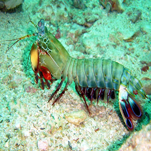 Mantis Shrimp - Giant Green (Odontodactylus scyllarus) - Marine World Aquatics