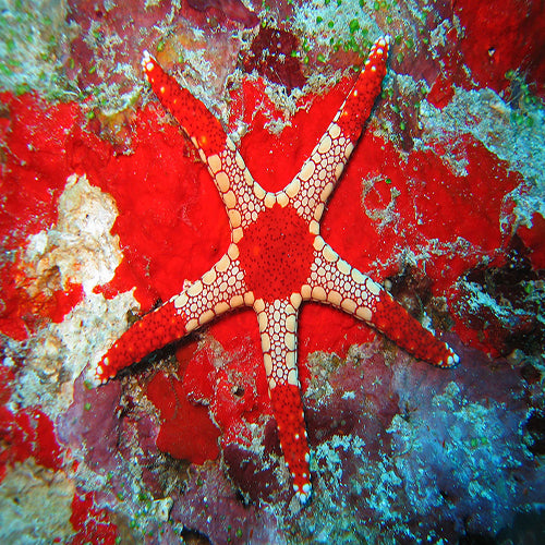 Marble Starfish (Fromia spp.) - Marine World Aquatics