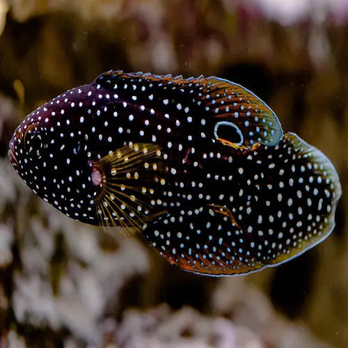 Marine Betta (Calloplesiops altivelis) - Marine World Aquatics