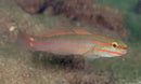 Pinkline Goby (Amblygobius decussatus) - Marine World Aquatics