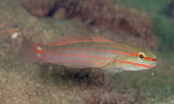Pinkline Goby (Amblygobius decussatus) - Marine World Aquatics