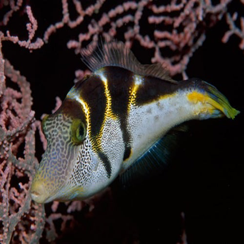 Mimic Filefish (Paraluteres prionurus) - Marine World Aquatics