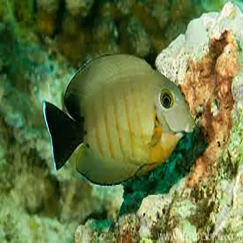 Mimic Tang - Red Stripe (Acanthurus tristis) - Marine World Aquatics