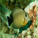 Mimic Tang - Red Stripe (Acanthurus tristis) - Marine World Aquatics