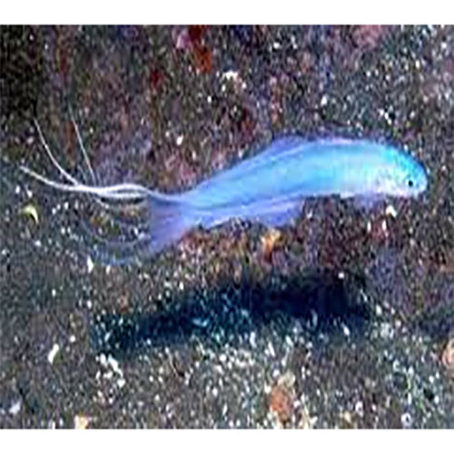 Monocle Blenny (Ecsenius bimaculatus) - Marine World Aquatics