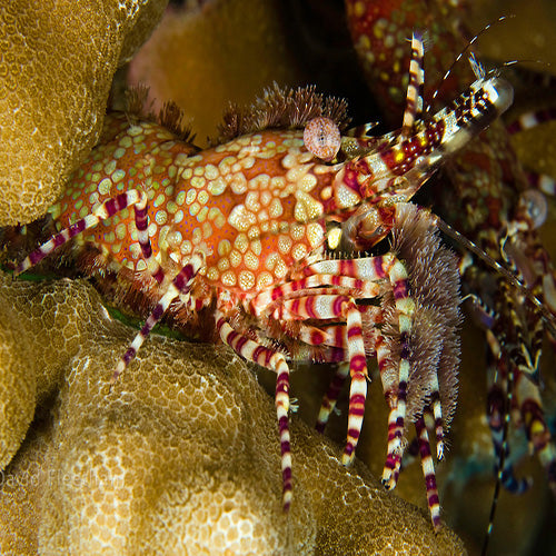 Mosaic Shrimp (Saron marmoratus) - Marine World Aquatics