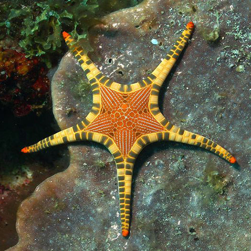 Mosaic Starfish (Iconaster longimanus) - Marine World Aquatics