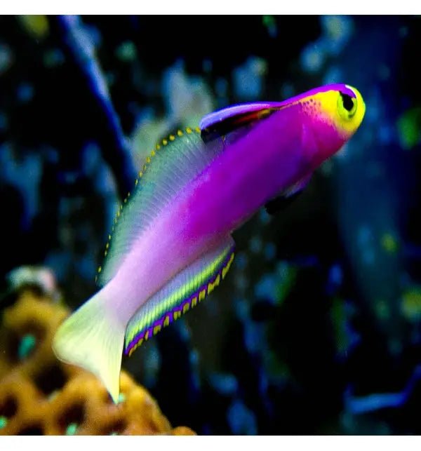 Fireish Firefish Lilac - Vibrant Marine Aquarium Addition – Marine World Aquatics