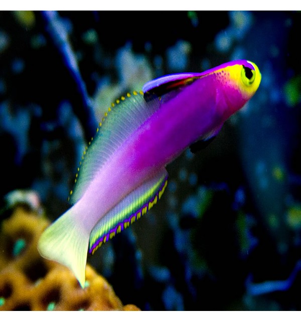 Firefish - Lilac (Nematelotris helfrichi) - Marine World Aquatics