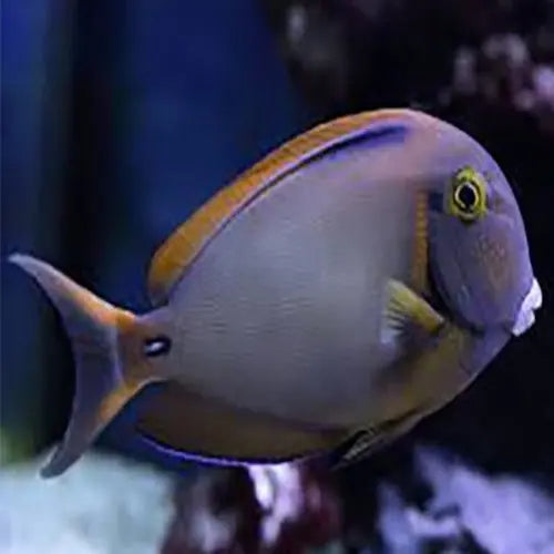 Obsidian Tang (Acanthurus gahhm) - Marine World Aquatics