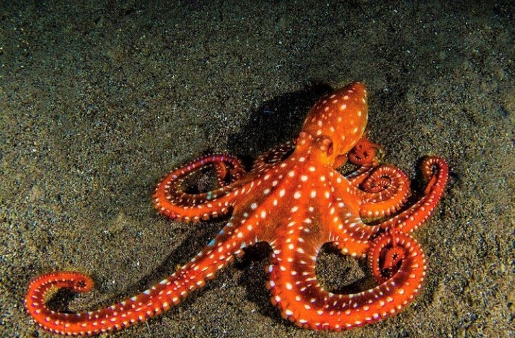 Octopus - White Spot (Octopus macropus) - Marine World Aquatics