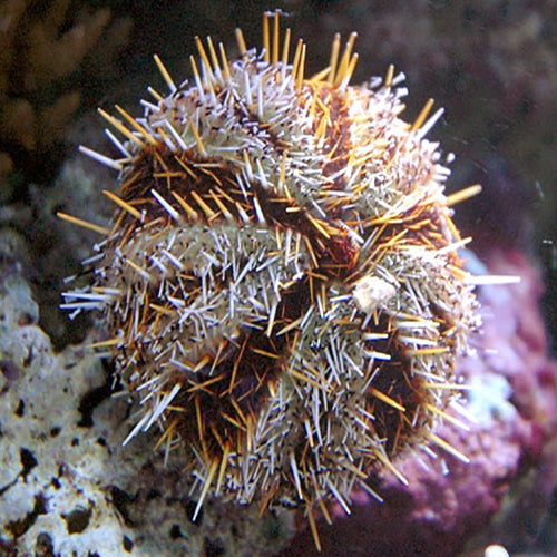 Orange Spine Urchin (Tripneustes gratilla) - Marine World Aquatics