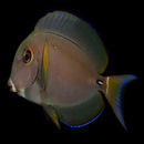 Pale Lip Tang (Acanthurus leucocheilus) - Marine World Aquatics