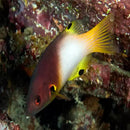 Panda Hog (Bodianus axillaris) - Marine World Aquatics