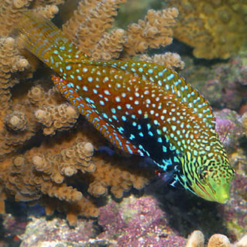 Peacock Wrasse (Macropharyngodon bipartitus) - Marine World Aquatics