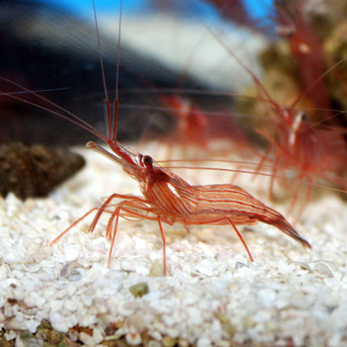 Peppermint Shrimp (Lysmata wurdemanni) - Marine World Aquatics