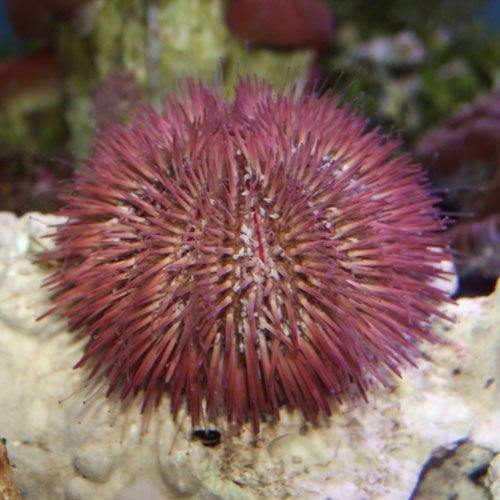 Pincushion Urchin (Lytechinus variegatus) - Marine World Aquatics