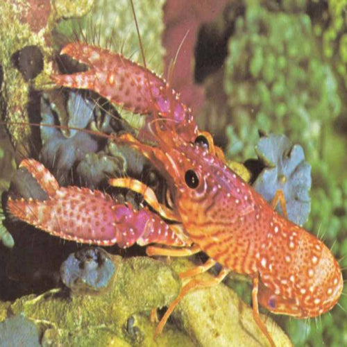 Pink Lobster (Enoplometopus daumi) - Marine World Aquatics