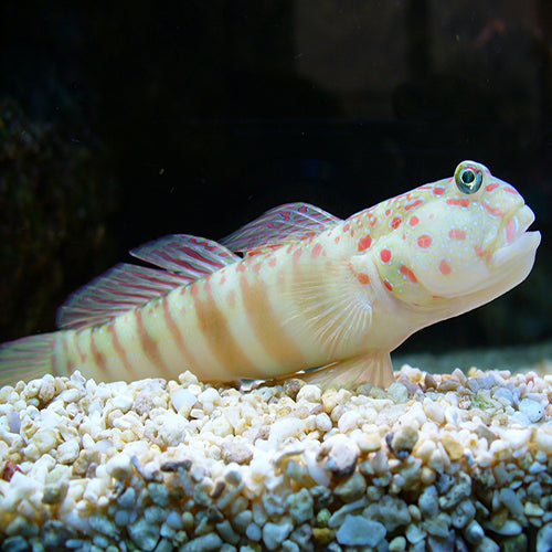 Pink Spot Goby (Cryptocentrus leptocephalus) - Marine World Aquatics