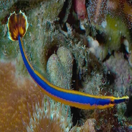 Pipefish - Blue (Doryrhamphus excisus) - Marine World Aquatics