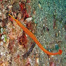 Pipefish - Candy (Dunckerocampus pessuliferus) - Marine World Aquatics