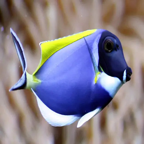 Powder Blue Tang (Acanthurus leucosternon) - Marine World Aquatics