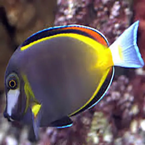 Goldrim Powder Brown Tang (Acanthurus Japonicus) - Marine World Aquatics