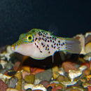 Puffer - Leopard (Canthigaster leoparda) - Marine World Aquatics